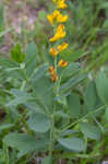 Yellow wild indigo